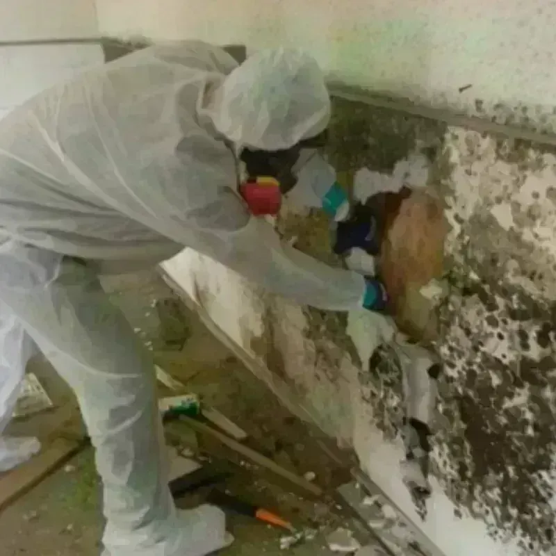 Mold Remediation and Removal in Coweta, OK